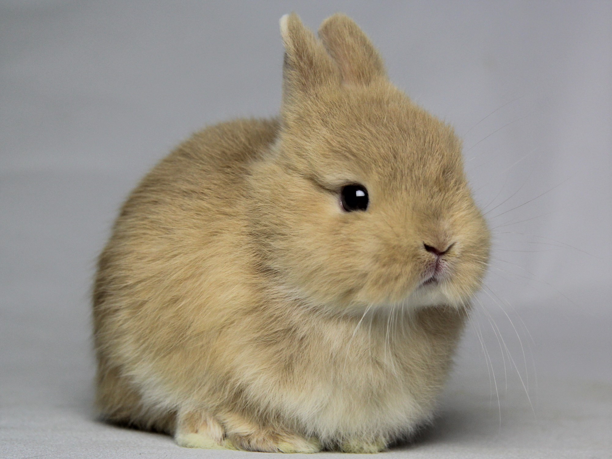 赤ちゃんうさぎ うさぎ専門店 うさぎの森