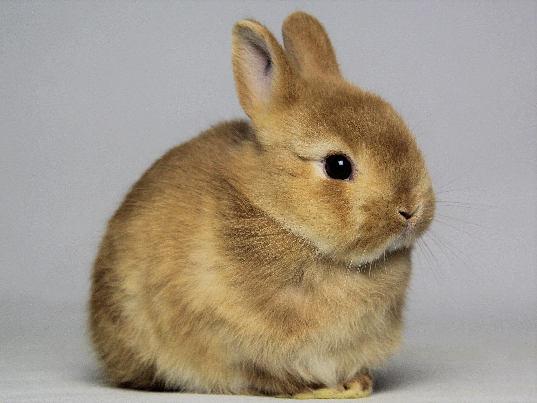 赤ちゃんうさぎ うさぎ専門店 うさぎの森